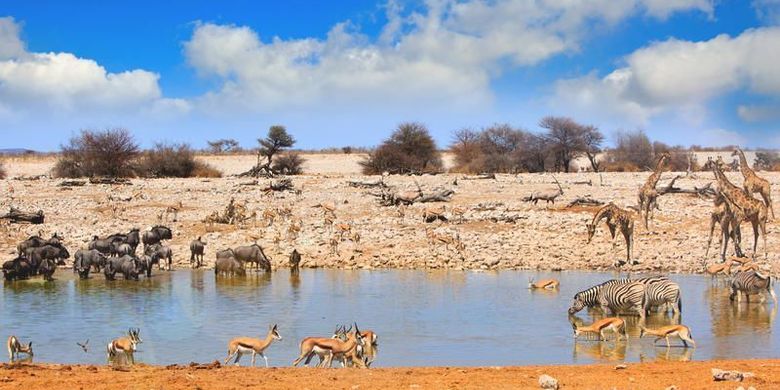 Wide gettyimages etosha national park namibia wasserloch 607485218 paulafrench 2019 04 17 export 600 800