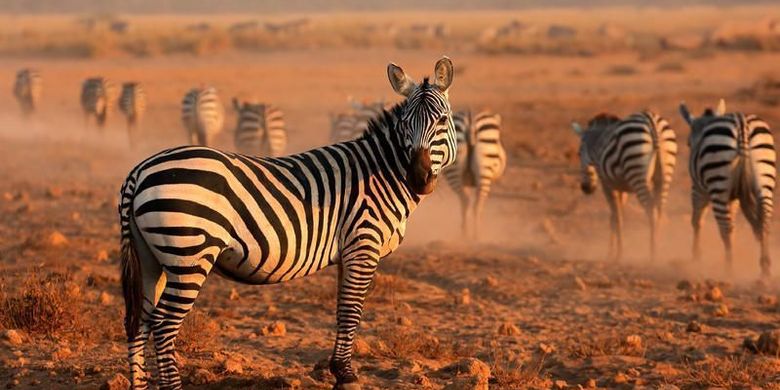 Wide adobestock 62358002 amboseli nationalpark in kenia ecoview export 600 800