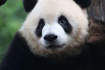 Wunderschönen Mädchen Haben Mit Ihren Heißen Panda Bär Viel Spaß